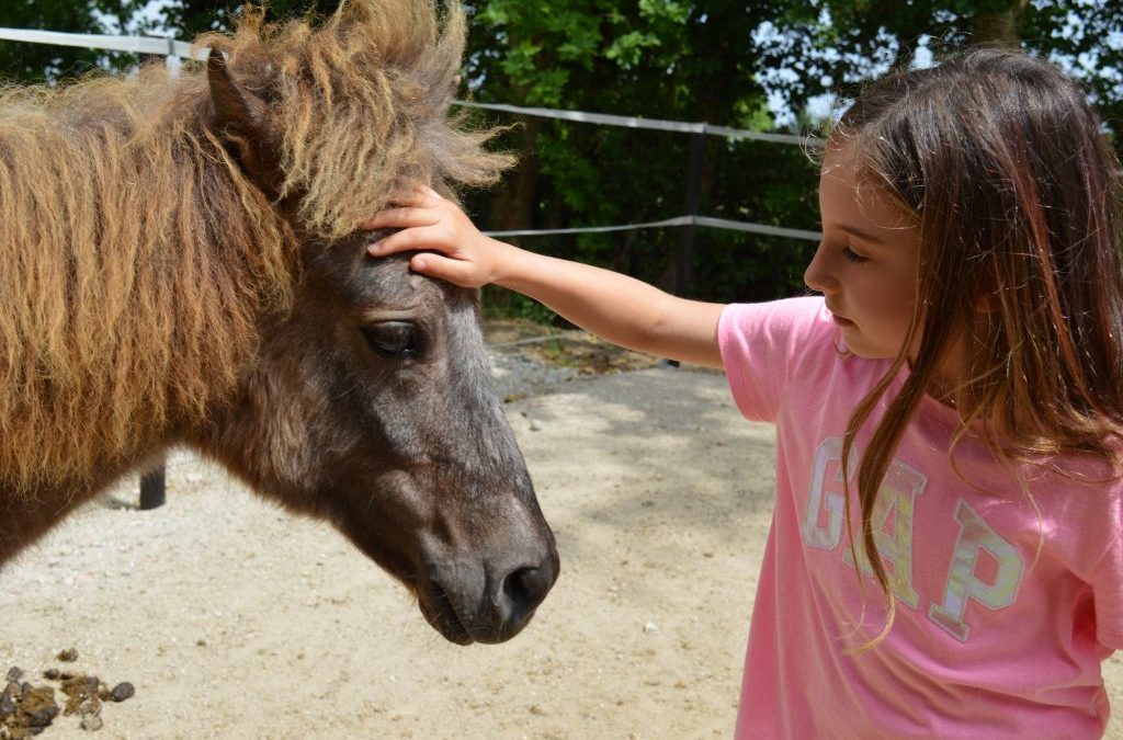 Il mio primo Pony